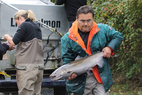 Members of Cowichan Tribes trucked adult and juvenile chinook salmon to Cowichan Lake earlier this month and released the 30 fish into the lake.